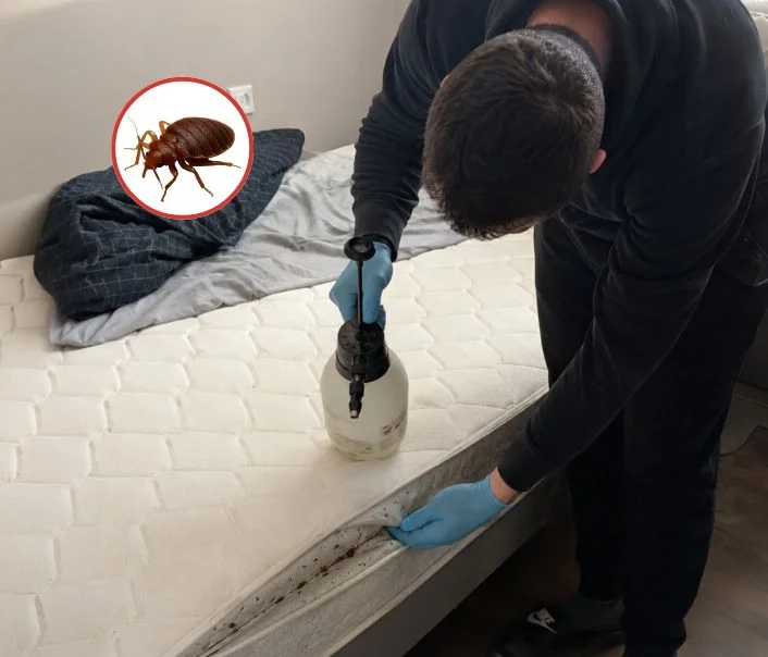 Technicien traitant un matelas contre les punaises de lit à Guernes